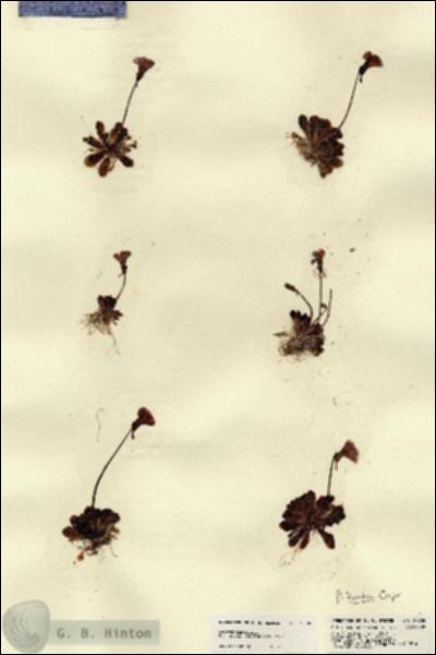 URN_catalog_HBHinton_herbarium_22700.jpg.jpg