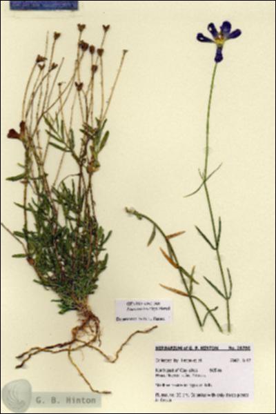 URN_catalog_HBHinton_herbarium_28780.jpg.jpg
