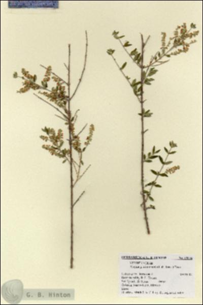 URN_catalog_HBHinton_herbarium_18034.jpg.jpg