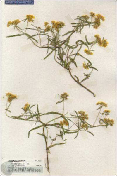 URN_catalog_HBHinton_herbarium_20069.jpg.jpg