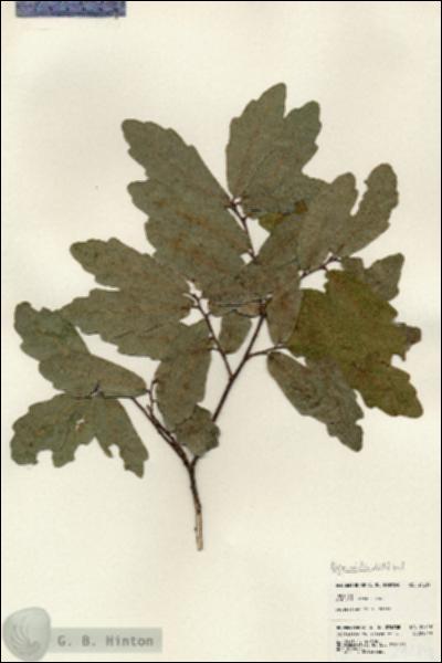 URN_catalog_HBHinton_herbarium_24219.jpg.jpg