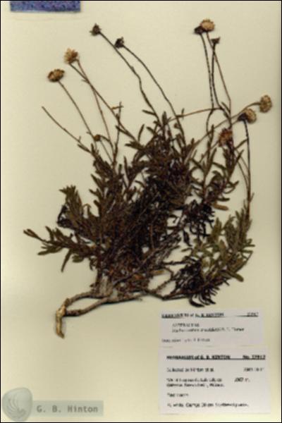 URN_catalog_HBHinton_herbarium_27912.jpg.jpg