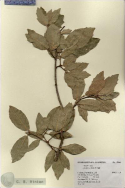 URN_catalog_HBHinton_herbarium_19081.jpg.jpg