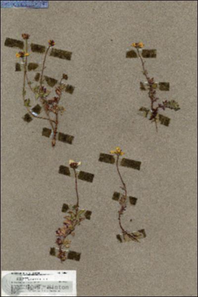 URN_catalog_HBHinton_herbarium_19844.jpg.jpg