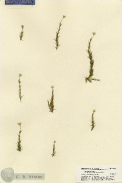 URN_catalog_HBHinton_herbarium_22020.jpg.jpg