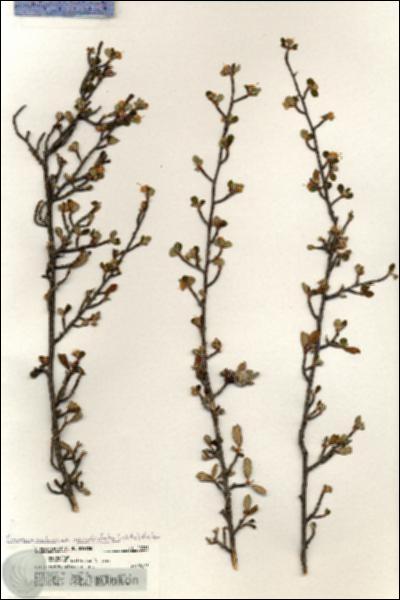 URN_catalog_HBHinton_herbarium_20961.jpg.jpg