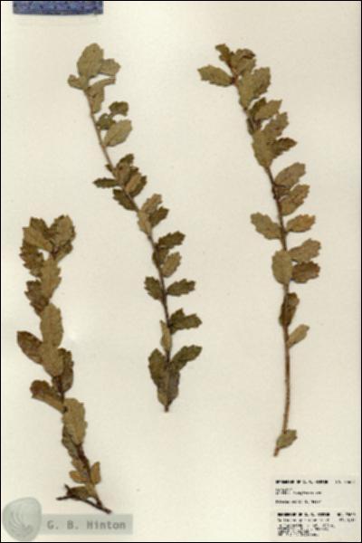 URN_catalog_HBHinton_herbarium_23608.jpg.jpg
