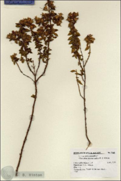 URN_catalog_HBHinton_herbarium_7165.jpg.jpg