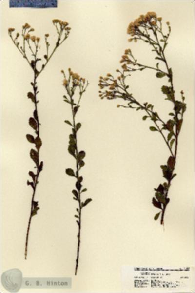 URN_catalog_HBHinton_herbarium_21517.jpg.jpg
