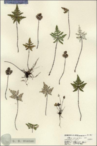 URN_catalog_HBHinton_herbarium_22257.jpg.jpg