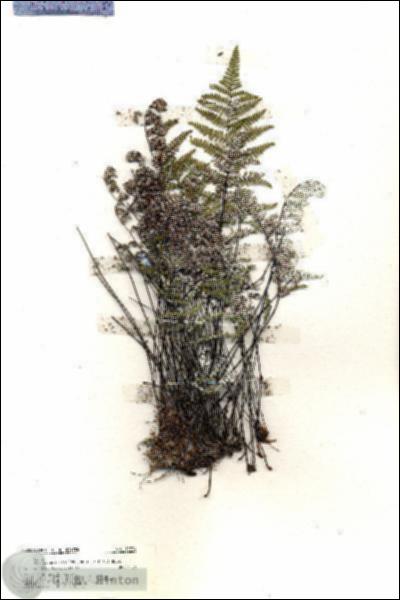 URN_catalog_HBHinton_herbarium_19974.jpg.jpg
