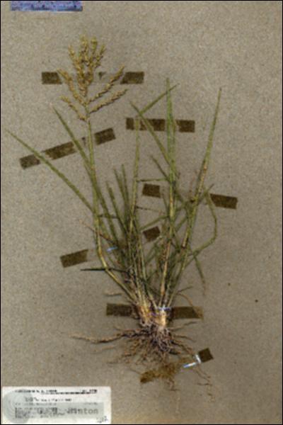 URN_catalog_HBHinton_herbarium_19556.jpg.jpg