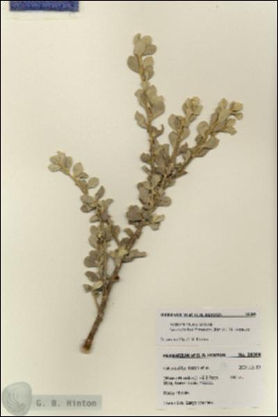URN_catalog_HBHinton_herbarium_28309.jpg.jpg