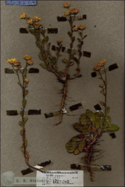 URN_catalog_HBHinton_herbarium_19797.jpg.jpg