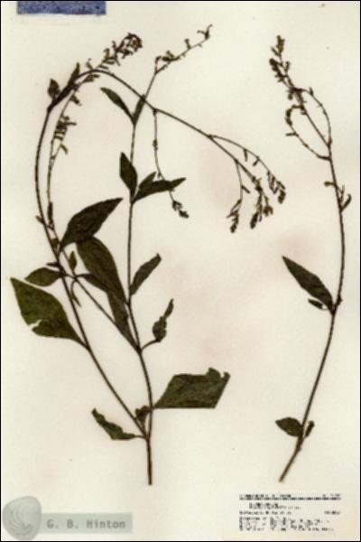 URN_catalog_HBHinton_herbarium_21211.jpg.jpg
