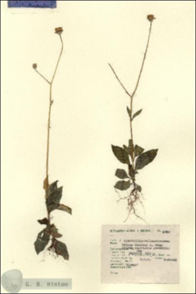 URN_catalog_HBHinton_herbarium_4780.jpg.jpg