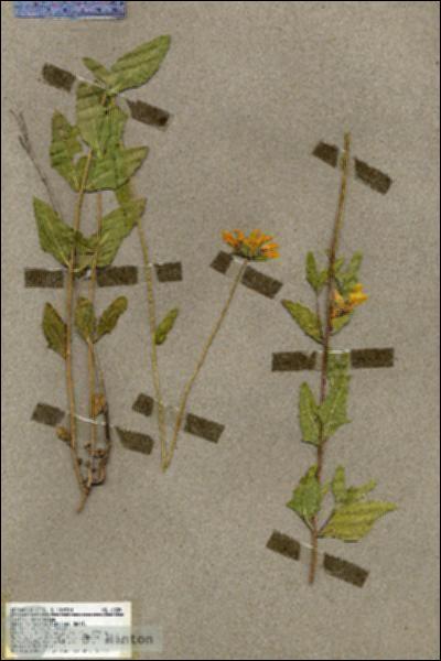 URN_catalog_HBHinton_herbarium_19589.jpg.jpg