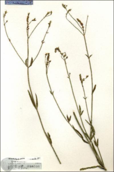 URN_catalog_HBHinton_herbarium_20345.jpg.jpg