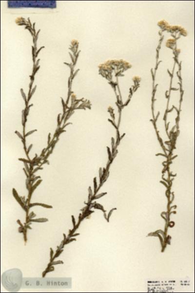 URN_catalog_HBHinton_herbarium_22817.jpg.jpg