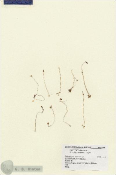 URN_catalog_HBHinton_herbarium_4960.jpg.jpg