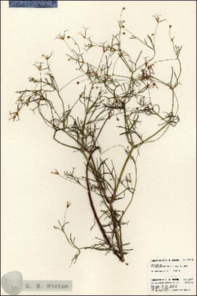 URN_catalog_HBHinton_herbarium_23640.jpg.jpg