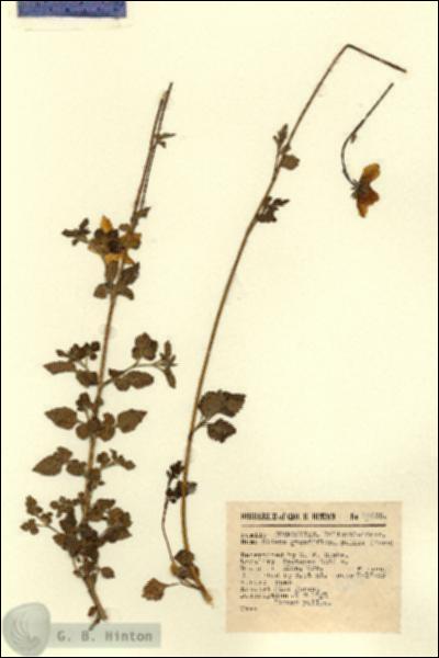 URN_catalog_HBHinton_herbarium_14455.jpg.jpg