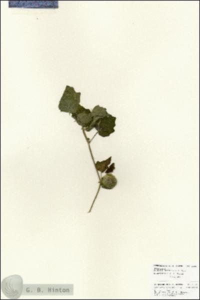 URN_catalog_HBHinton_herbarium_25981.jpg.jpg