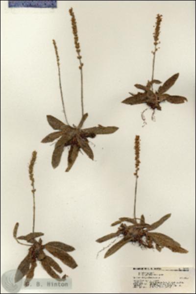 URN_catalog_HBHinton_herbarium_21273.jpg.jpg