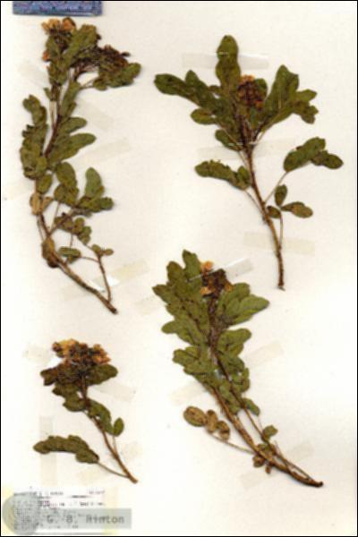 URN_catalog_HBHinton_herbarium_18965.jpg.jpg