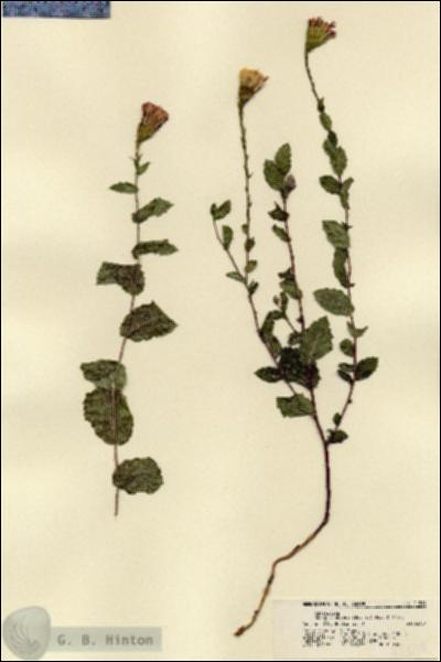 URN_catalog_HBHinton_herbarium_21514.jpg.jpg