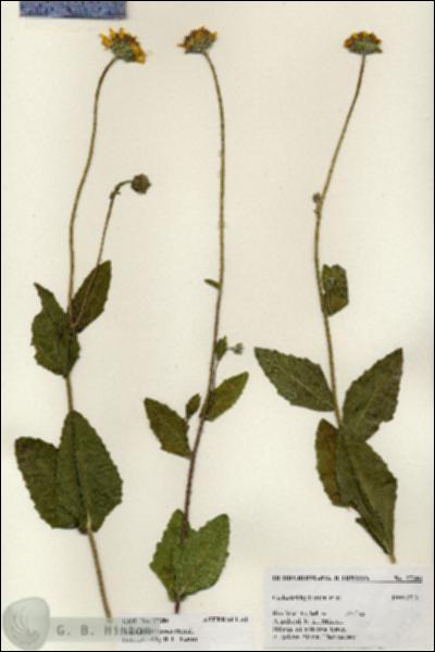 URN_catalog_HBHinton_herbarium_27386.jpg.jpg