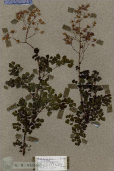URN_catalog_HBHinton_herbarium_18688.jpg.jpg