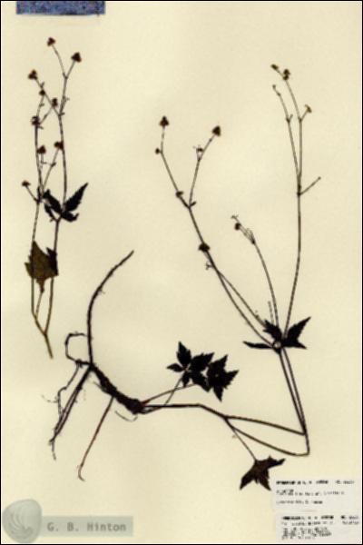 URN_catalog_HBHinton_herbarium_23238.jpg.jpg