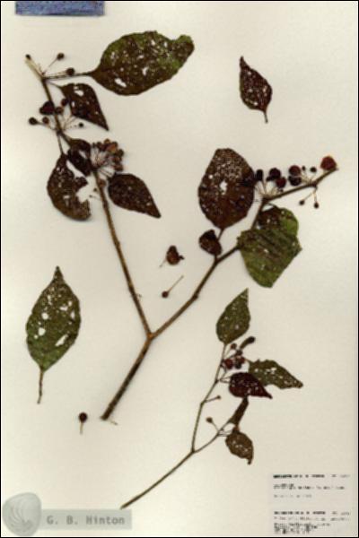 URN_catalog_HBHinton_herbarium_24916.jpg.jpg