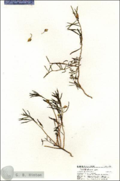 URN_catalog_HBHinton_herbarium_21098.jpg.jpg