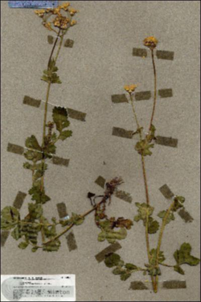 URN_catalog_HBHinton_herbarium_19807.jpg.jpg