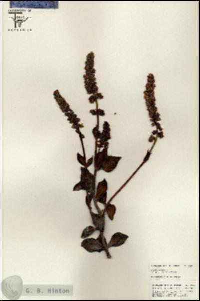 URN_catalog_HBHinton_herbarium_25639.jpg.jpg