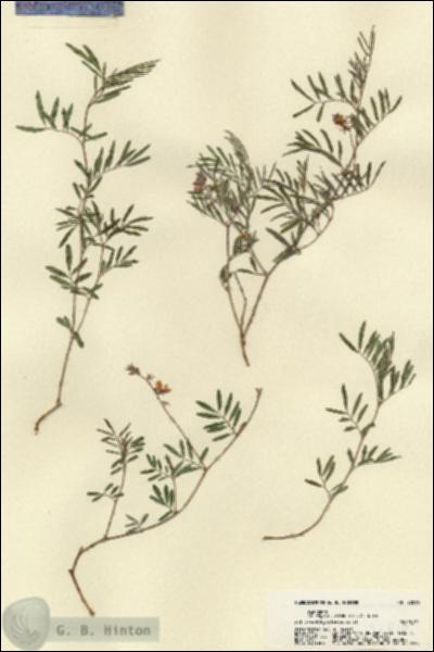 URN_catalog_HBHinton_herbarium_22016.jpg.jpg