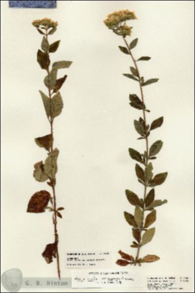 URN_catalog_HBHinton_herbarium_21628.jpg.jpg