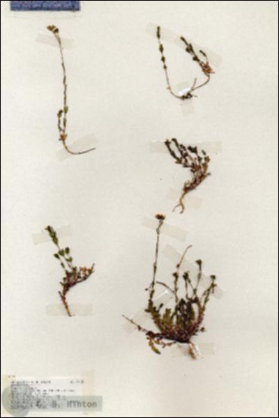 URN_catalog_HBHinton_herbarium_19468.jpg.jpg