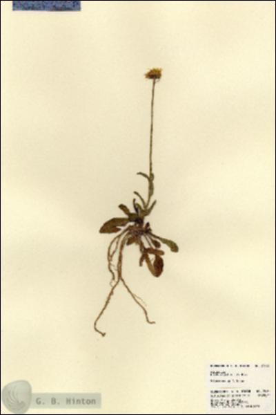 URN_catalog_HBHinton_herbarium_23463.jpg.jpg
