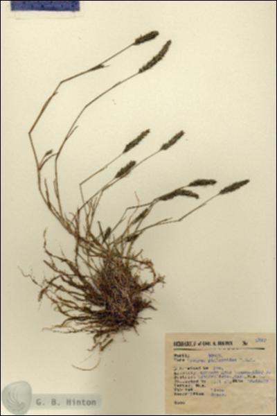 URN_catalog_HBHinton_herbarium_4932.jpg.jpg
