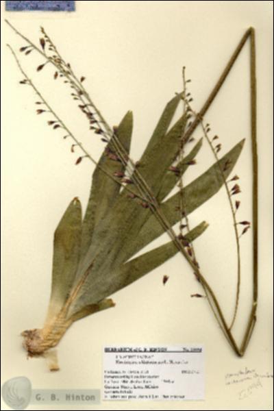 URN_catalog_HBHinton_herbarium_22094.jpg.jpg