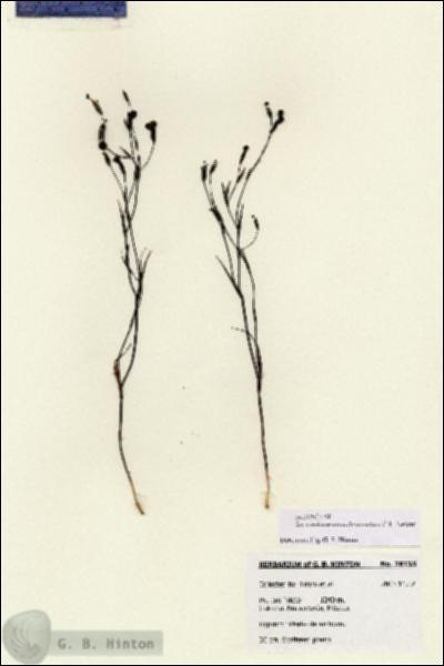 URN_catalog_HBHinton_herbarium_28135.jpg.jpg