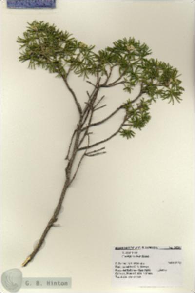 URN_catalog_HBHinton_herbarium_28267.jpg.jpg