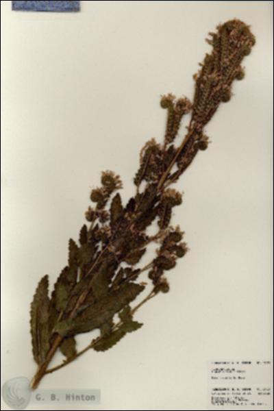 URN_catalog_HBHinton_herbarium_23121.jpg.jpg