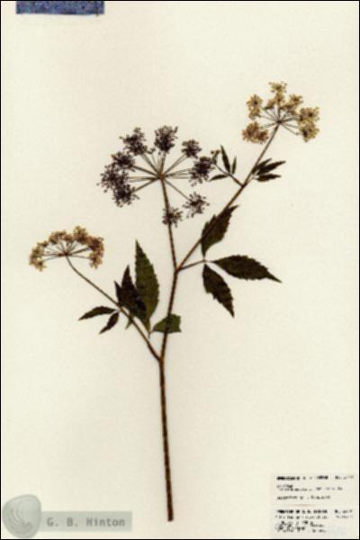 URN_catalog_HBHinton_herbarium_24406.jpg.jpg