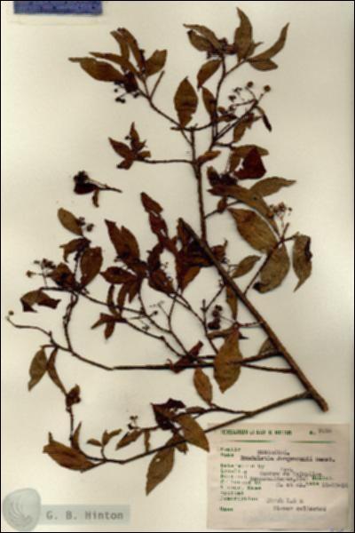 URN_catalog_HBHinton_herbarium_7016.jpg.jpg