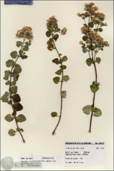 URN_catalog_HBHinton_herbarium_28227.jpg.jpg
