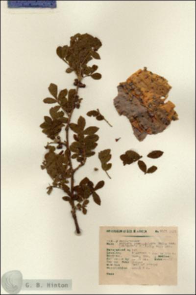 URN_catalog_HBHinton_herbarium_9052.jpg.jpg